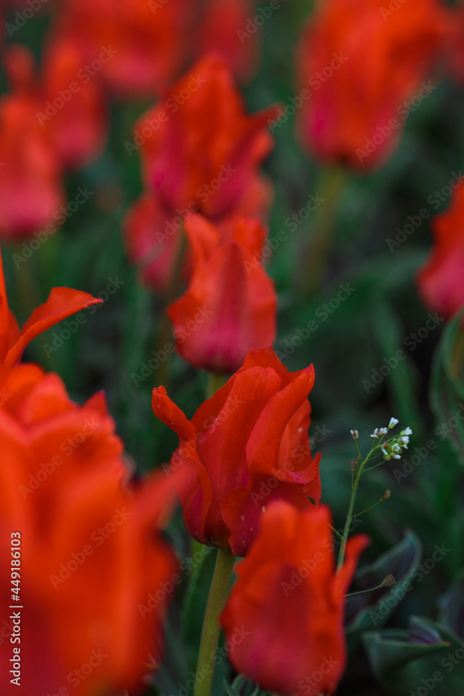 Spring background with red tulips flowers. beautiful blossom tulips field. spring time. banner, copy space