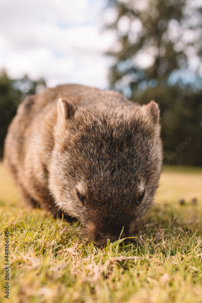 Common Wombat eating grass in a field. Common Wombat eating grass in a field.