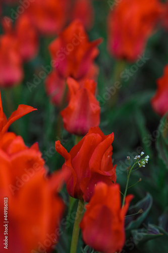 Spring background with red tulips flowers. beautiful blossom tulips field. spring time. banner, copy space
