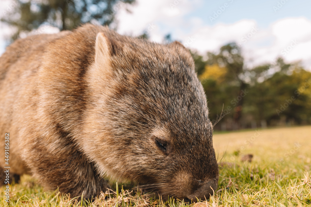 Common Wombat eating grass in a field. Common Wombat eating grass in a field.