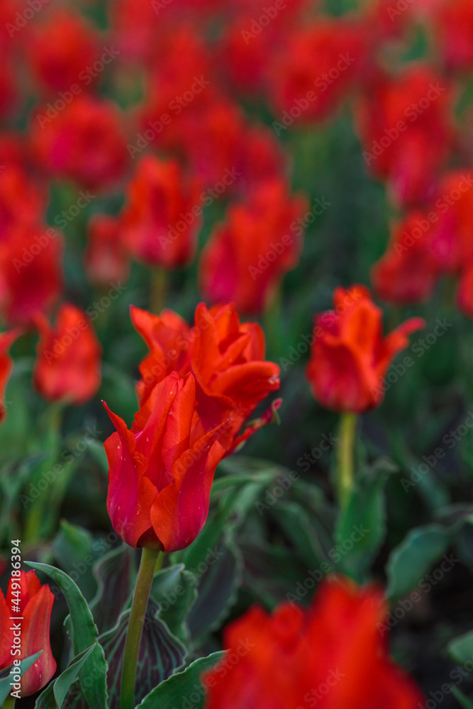 Spring background with red tulips flowers. beautiful blossom tulips field. spring time. banner, copy space