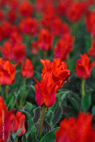 Obraz na płótnie Spring background with red tulips flowers. beautiful blossom tulips field. spring time. banner, copy space
w salonie