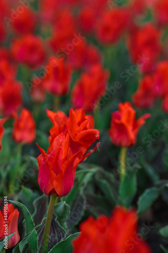 Spring background with red tulips flowers. beautiful blossom tulips field. spring time. banner  copy space 
