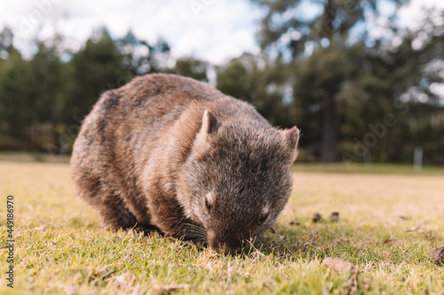 Common Wombat eating grass in a field. photo