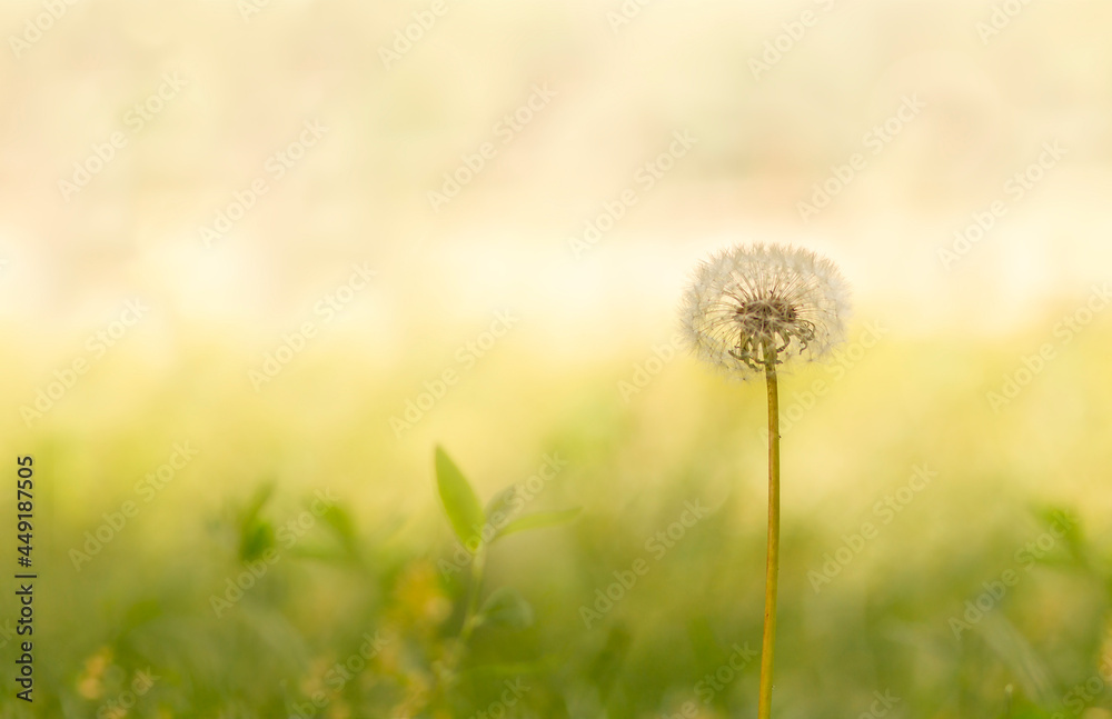 Dandelion in the grass. Dandelion in sharpness. Blurred background. 