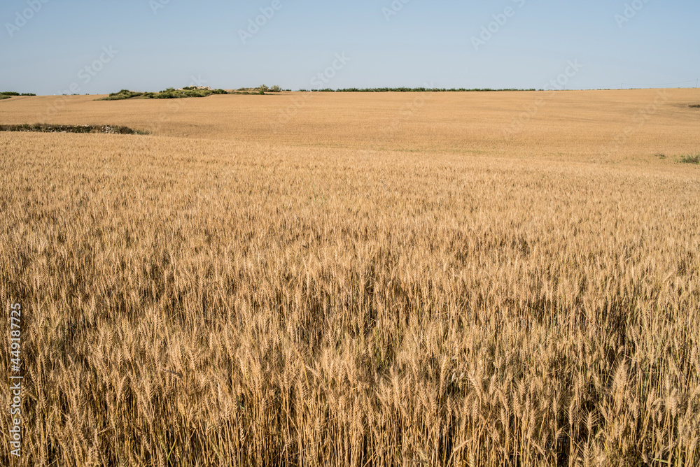 Large expanse of ripe wheat in June, southern Spain Large expanse of ripe wheat in June, southern Spain