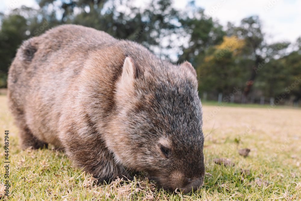 Common Wombat eating grass in a field. Common Wombat eating grass in a field.