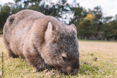 Common Wombat eating grass in a field. photo