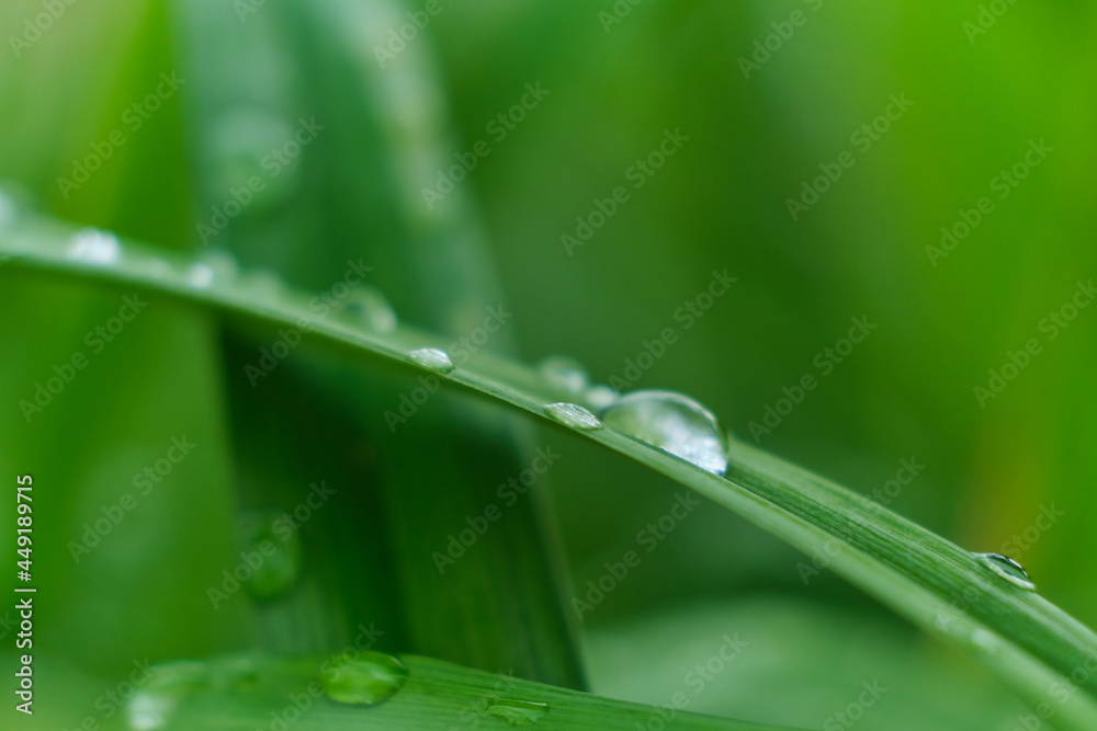 grass with rain drops macro. fresh green leaves. Morning dew, after the rain, the sun shines on the leaves. grass with rain drops macro. fresh green leaves. Morning dew, after the rain, the sun shines on the leaves.