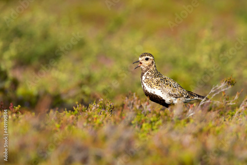 Beautiful European golden plover, Pluvialis apricaria, standing in its colorful habitat in Finnish wilderness at Riisitunturi National Park, Finland, Northern Europe
