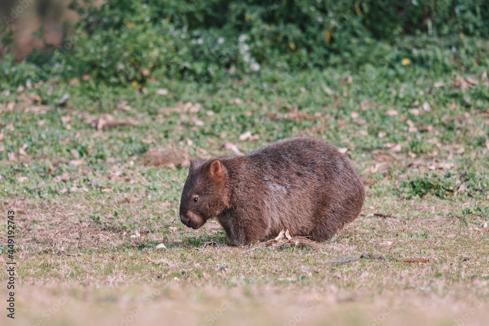 Common Wombat eating grass in a field. Common Wombat eating grass in a field.