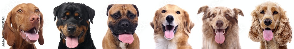 Portrait of beautiful animals in a collage Portrait of beautiful animals in a collage