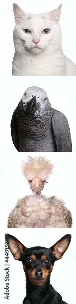 Obraz premium Portrait of beautiful animals in a collage