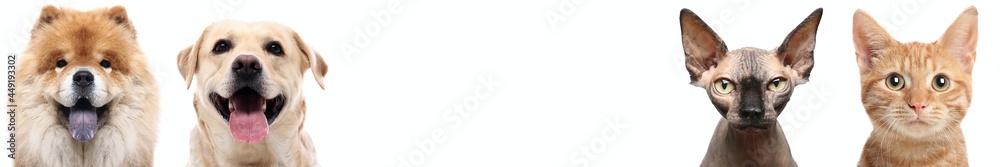 Fototapeta premium Portrait of beautiful animals in a collage