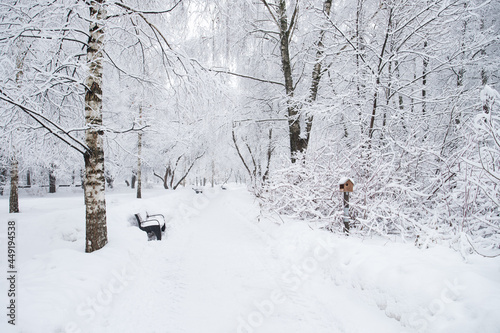 Snowy Landscape After Snowfall In Winter Park. © ElenaMasiutkina