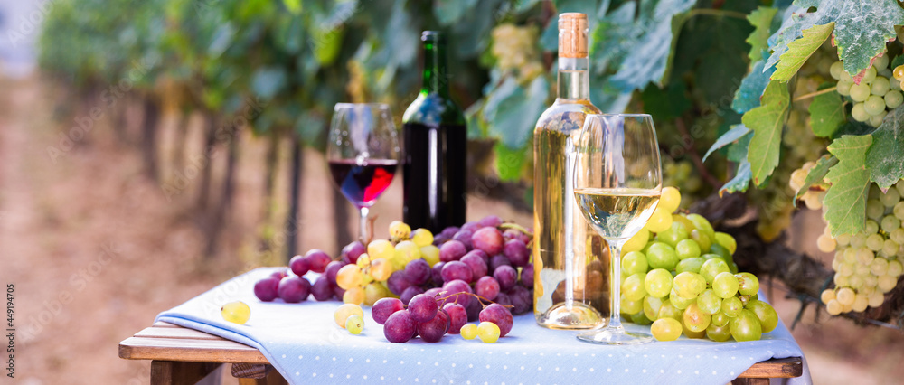 Bunches of red and white grapes, glasses with wine on a table in grape fields