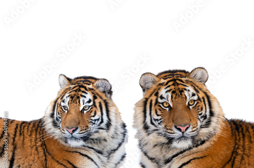 two tiger isolated on white background