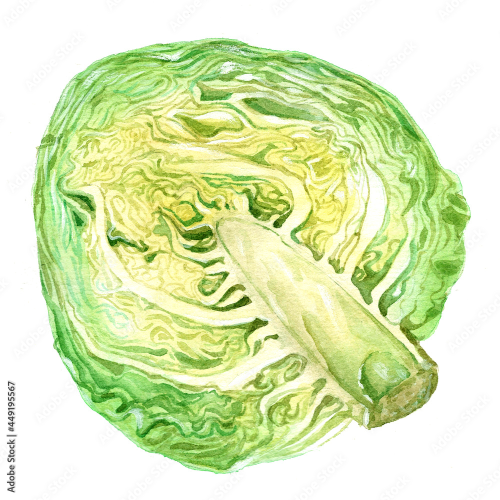 Obraz premium Watercolor half of white cabbage, vegan food. Vegetables for salad. Cookbook illustration, green and yellow, cauliflower. Healthy and tasty. Raster stock image in aquarelle.