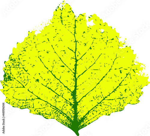 Yellow leaf poplar isolated on white vector
