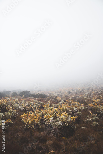 Sumapaz Páramo Colombia