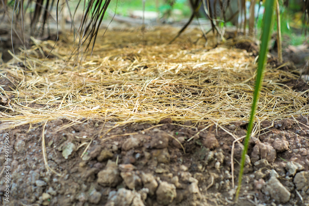 Selective focus on bulk of straw covered on the nursery plantation with bright blurred background Selective focus on bulk of straw covered on the nursery plantation with bright blurred background
