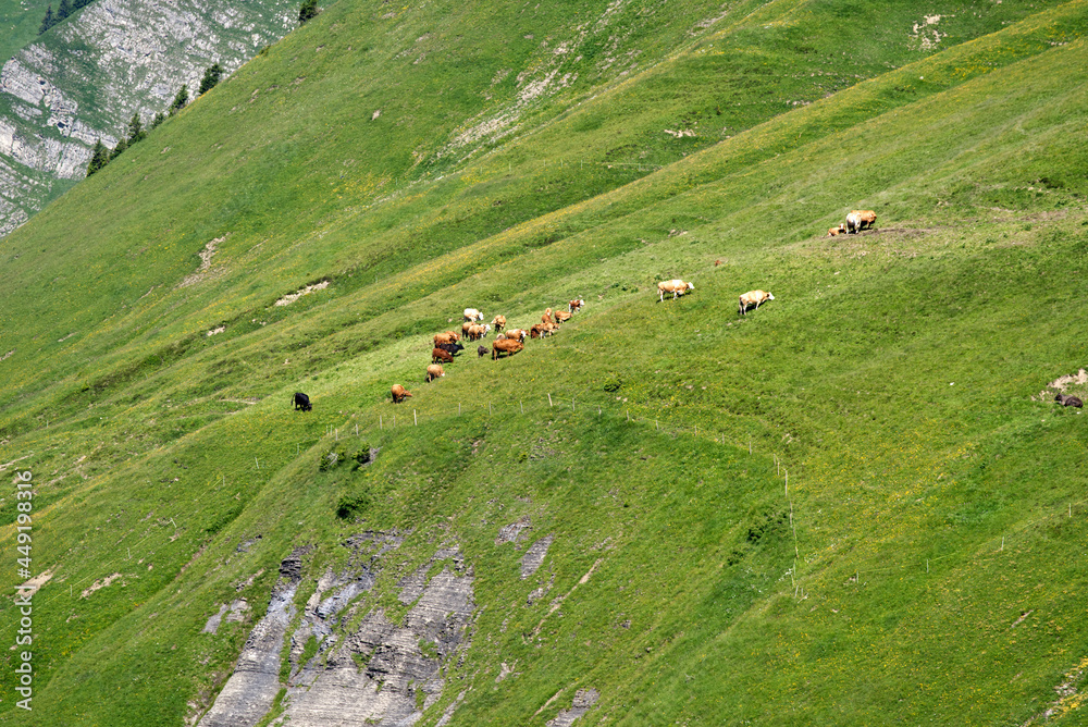 Cow herd at mountain Brienzer Rothorn on a beautiful sunny summer morning. Photo taken July 21st, Flühli, Switzerland. Cow herd at mountain Brienzer Rothorn on a beautiful sunny summer morning. Photo taken July 21st, Flühli, Switzerland.