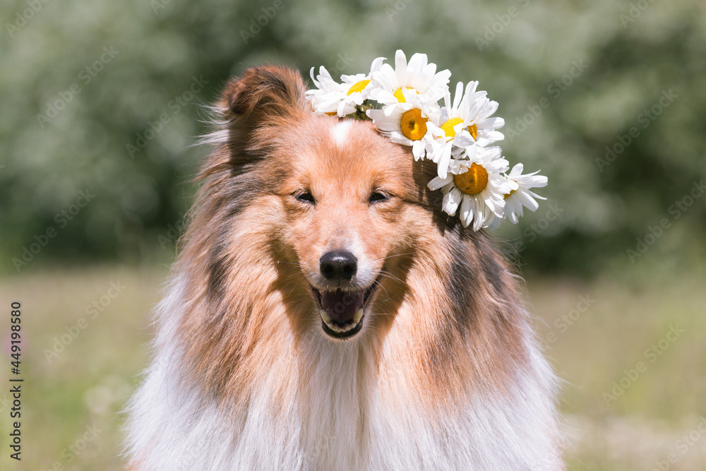 Beautiful sable white shetland sheepdog, small collie lassie dog outside portrait with poppy and chamomile midsummer circlet of flowers. Happy midsummer celebration postcard with smiling sheltie Beautiful sable white shetland sheepdog, small collie lassie dog outside portrait with poppy and chamomile midsummer circlet of flowers. Happy midsummer celebration postcard with smiling sheltie