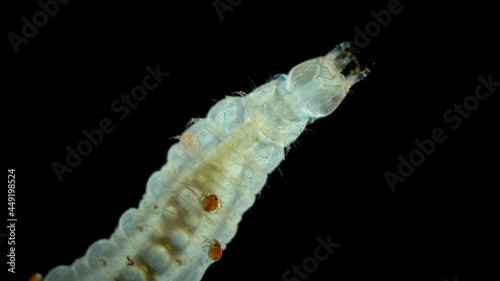 Larva mite Hydrachnidia and Hydrophilidae larva under a microscope. The Arrenuridae family mite sucked and drinks hemolymph by inserting a tubular Stylostome photo