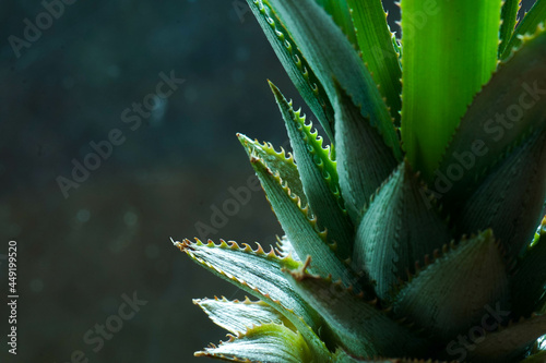close up of aloe vera plant