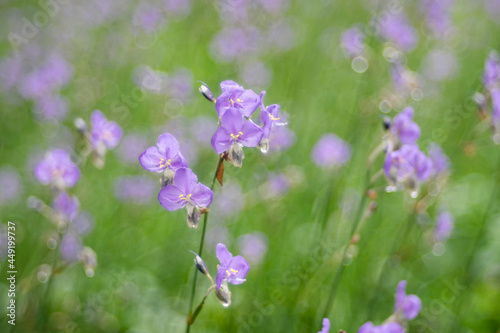 Murdannia giganteum flowers blossom is nature background