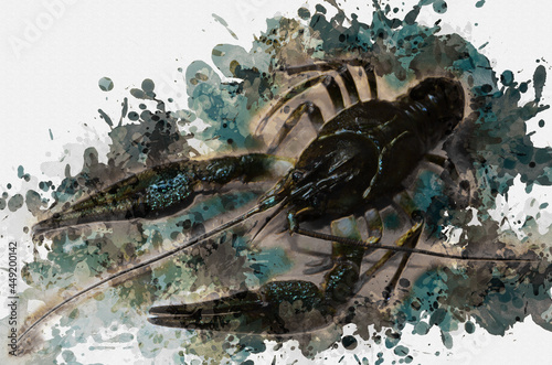 Digital watercolor painting green river crayfish. A species is o