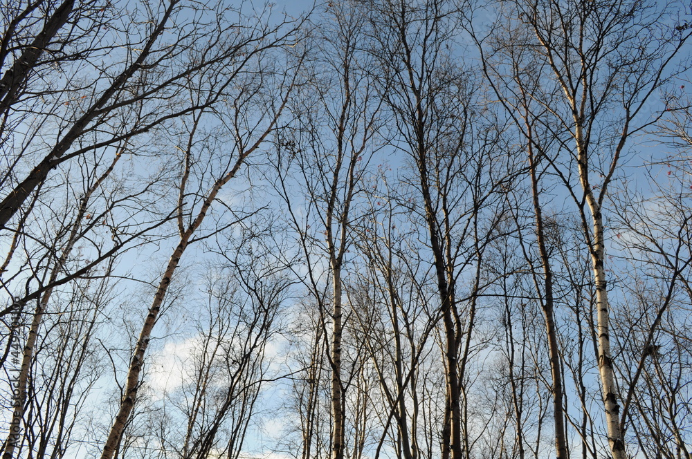 Birch trees on a blue sky background. Northern forest. Bare trees of the forest in winter, silhouettes against the background of a bright daytime sky. Birch trees on a blue sky background. Northern forest. Bare trees of the forest in winter, silhouettes against the background of a bright daytime sky.