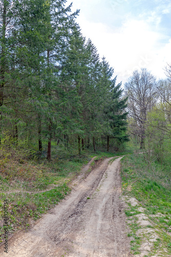 Dirt Road Woods