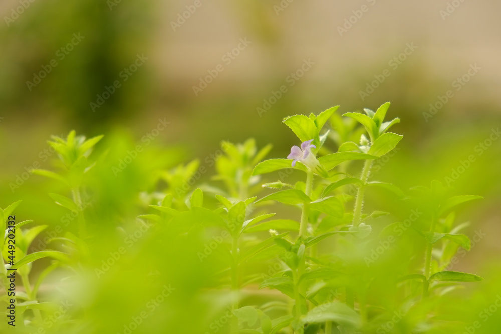 close up pepermint background in vegetable garden close up pepermint background in vegetable garden