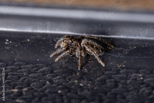 Small Jumping Spider photo