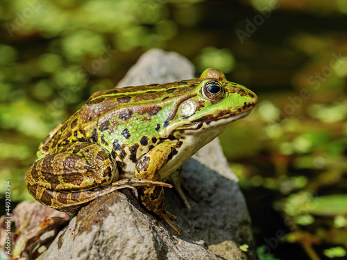water frog, pelophylax esculentus, on a stone in a pond