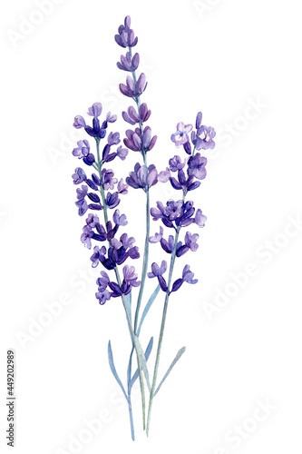  watercolor lavender flowers  isolated white background