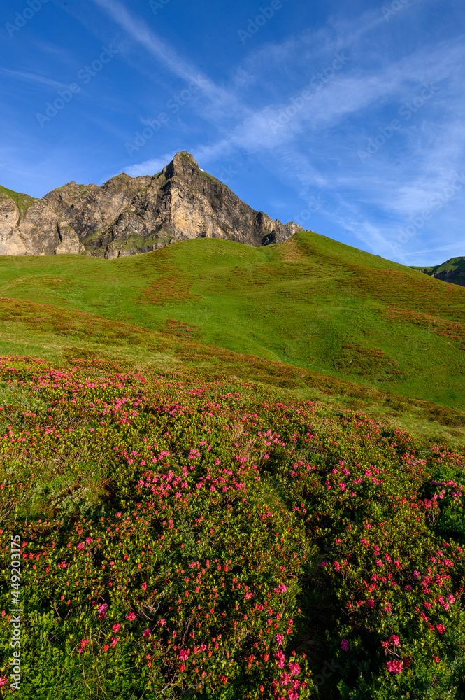 alpine roses with peak of Hochstollen near Melchseefrutt alpine roses with peak of Hochstollen near Melchseefrutt