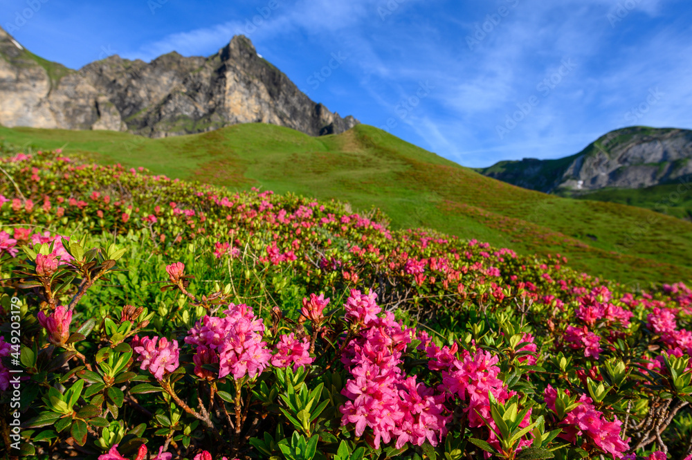 alpine roses with peak of Hochstollen near Melchseefrutt alpine roses with peak of Hochstollen near Melchseefrutt