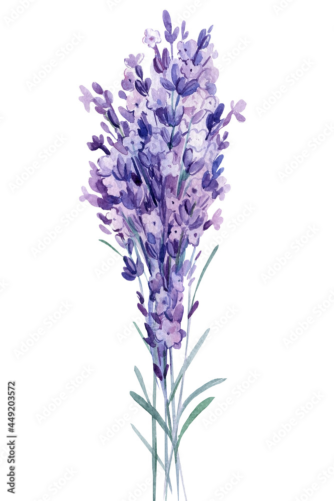 Fototapeta premium Bouquet of lavender flowers, watercolor illustration, isolated white background