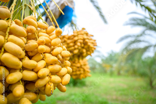 close-up photo Asian elderly farmer Holding fresh yellow dates and harvesting produce in the date palm plantation. Agriculture Concept: Senior Farmer with Fresh Dates