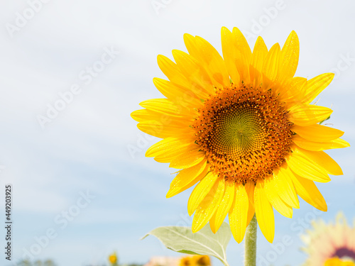 Flower bouquet sunflowers on blue sky background. The seeds and oil Floral garden