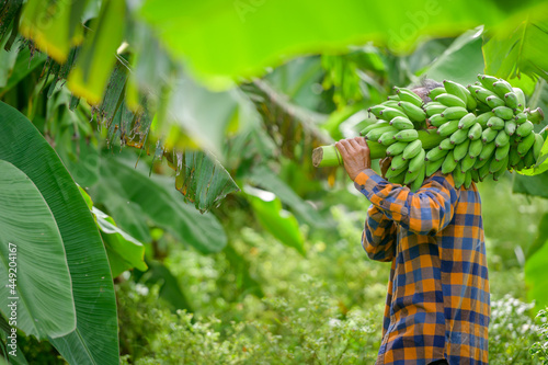 Asian elderly male farmer smiling happily holding unripe bananas and harvesting crops in the banana plantation Agricultural concept: Senior man farmer with fresh green bananas photo