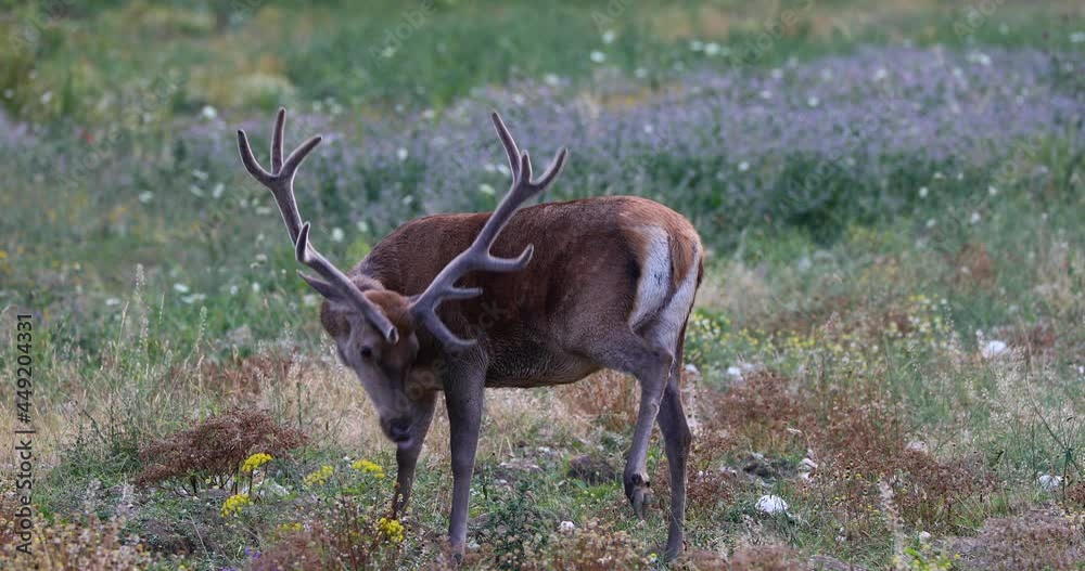 Male deer in the flowery meadow. Adult male deer eats grass in the flowery meadow. Male deer in the flowery meadow. Adult male deer eats grass in the flowery meadow.
