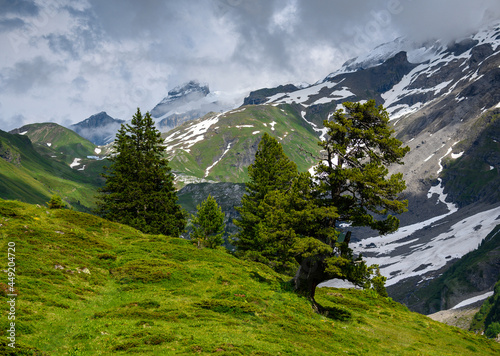 view of oldgrown trees in Engstlenalp in the Bernese Alps photo