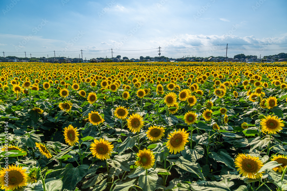 Obraz premium 野木のひまわり畑