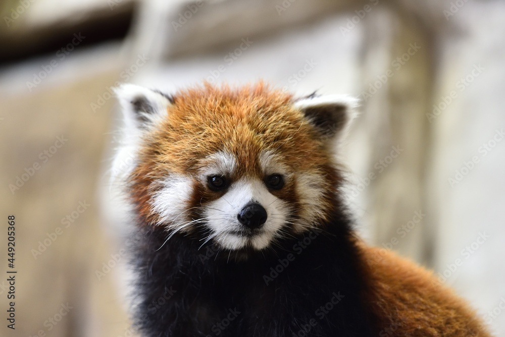 Naklejka premium Red panda, a funny mammal