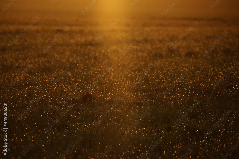 The Golden Hour Glow