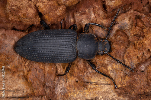 Adult Darkling Beetle photo