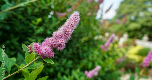 Pink and purple flowers, hardhack, hardhack steeplebush, Douglas spirea, douglasspirea, steeplebush, and rose spirea photo